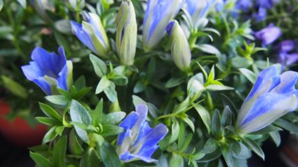 Gentiana scabra 'Blue Heart'
