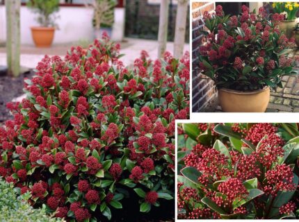 Skimmia japonica 'Rubella'