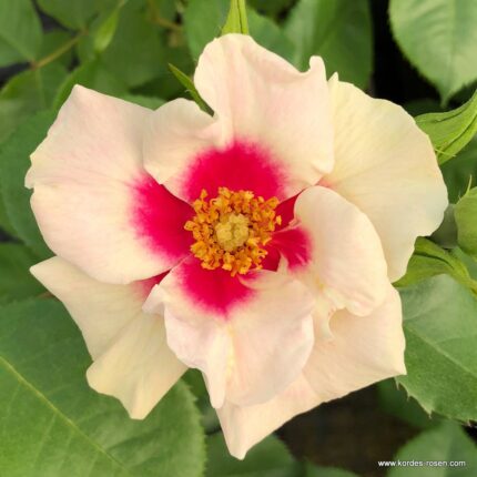 ROSA KORDES, SEE YOU® in purple