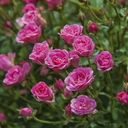 Rosa ´Lilly Rose Wonder 5´