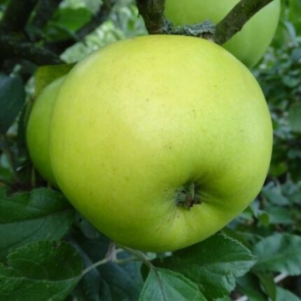 Jabloň 'Gold Bohemia'