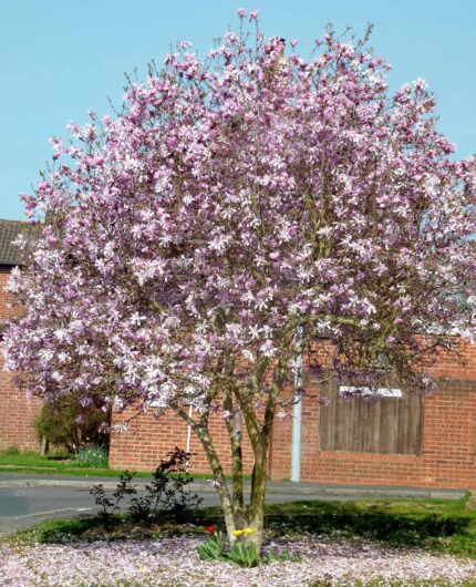 Magnolia loebneri 'Leonard Messel'