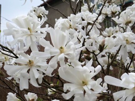 Magnolia stellata 'Royal Star'
