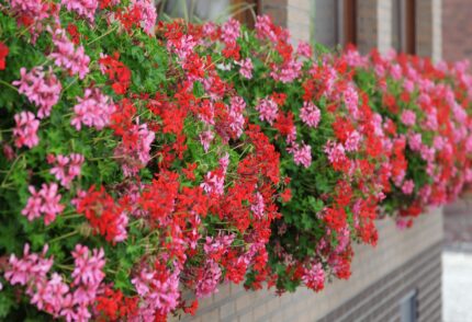 Pelargonium peltatum 10 pack