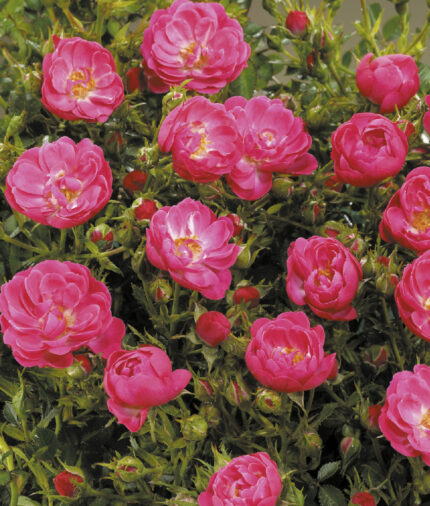 Rosa Towne & Country - Soft Cover®
