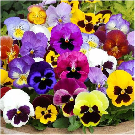 Viola wittrockiana, 10pack