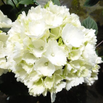 Hydrangea macrophylla 'Snowball' | 'Schneeball'