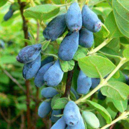 Lonicera kamtschatica 'Sinoglaska'