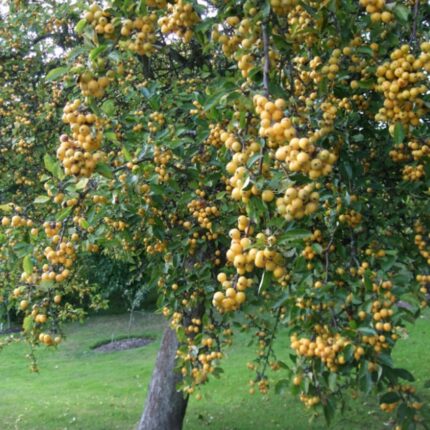 Malus 'Golden Hornet' 120 KM