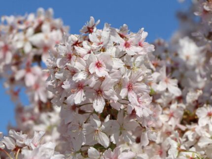 Prunus nipponica 'Brillant'-stromková