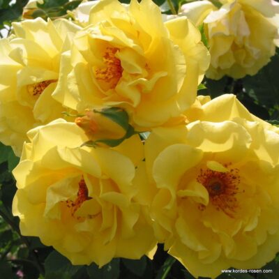 ROSA KORDES 'Golden Gate'