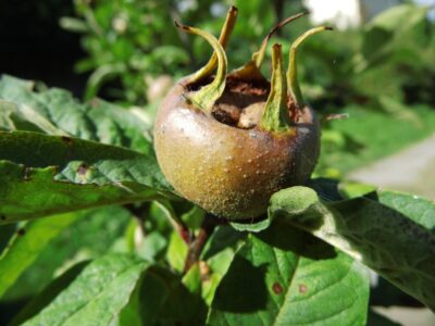 Mišpule obecná 'Westerveld'