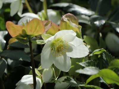 Helleborus niger 'Christmas Carol'